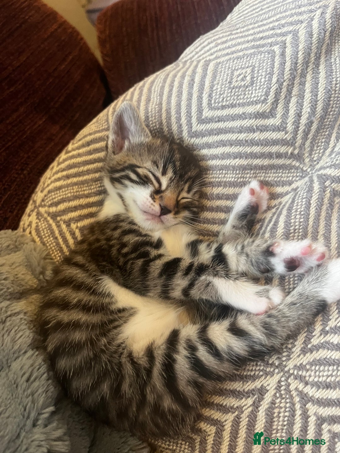 Bengal cats for sale: Only 1 little girl left. Needs her forever home xx in Oswestry - Image 15