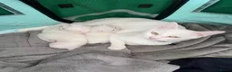 Mixed Breed cats for sale: Kittens from my Khao Manee looking for a home in Hounslow - Advert 24