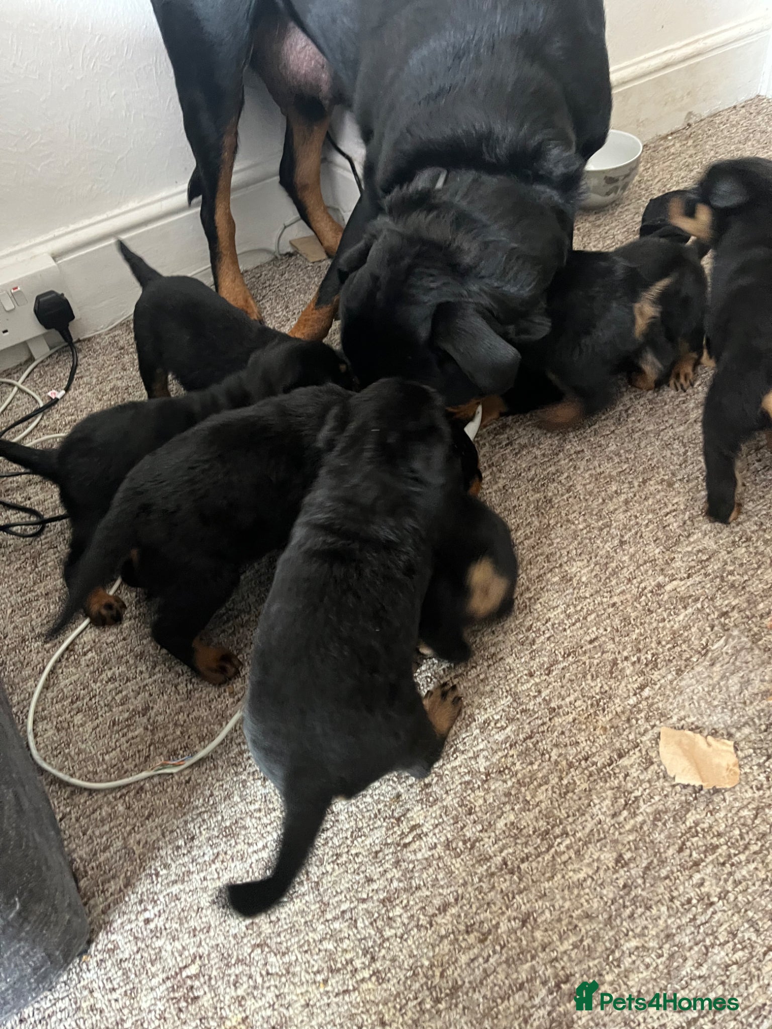 Rottweiler dogs for sale: Beautiful Chucky rottie pups - Advert 6