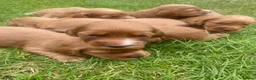 Cocker Spaniel dogs for sale: Stunning Red cocker spaniels  in Norwich - Advert 2