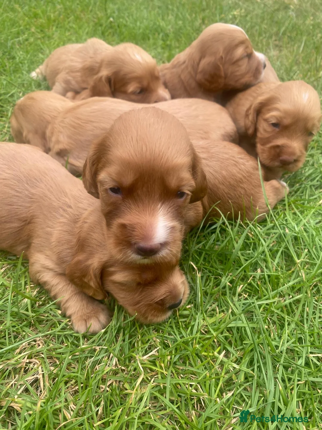 Cocker Spaniel dogs for sale: Stunning Red cocker spaniels  in Norwich - Advert 2