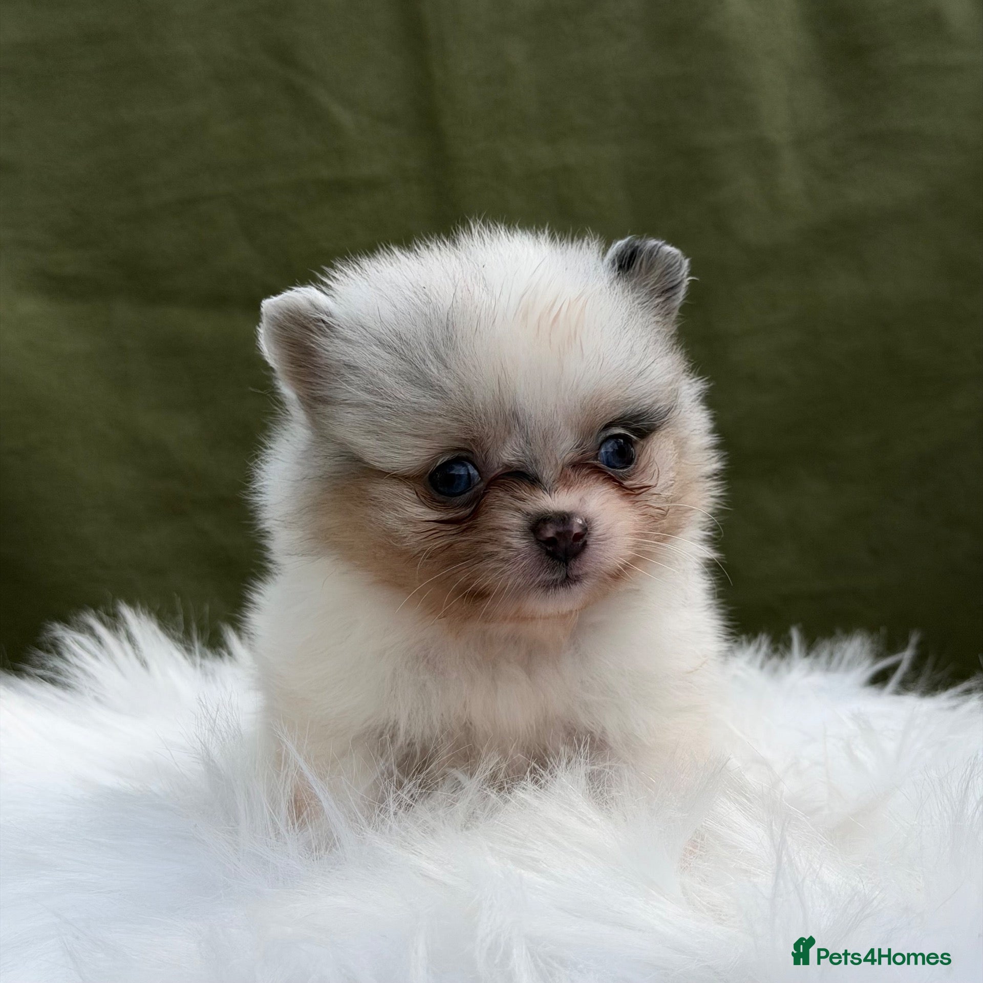 Pomeranian dogs BEAUTIFUL TEDDY FACE POMERANIAN PUPPIES KC ❤️✨ - Advert 1