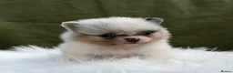 Pomeranian dogs for sale: BEAUTIFUL TEDDY FACE POMERANIAN PUPPIES KC ❤️✨ - Advert 1