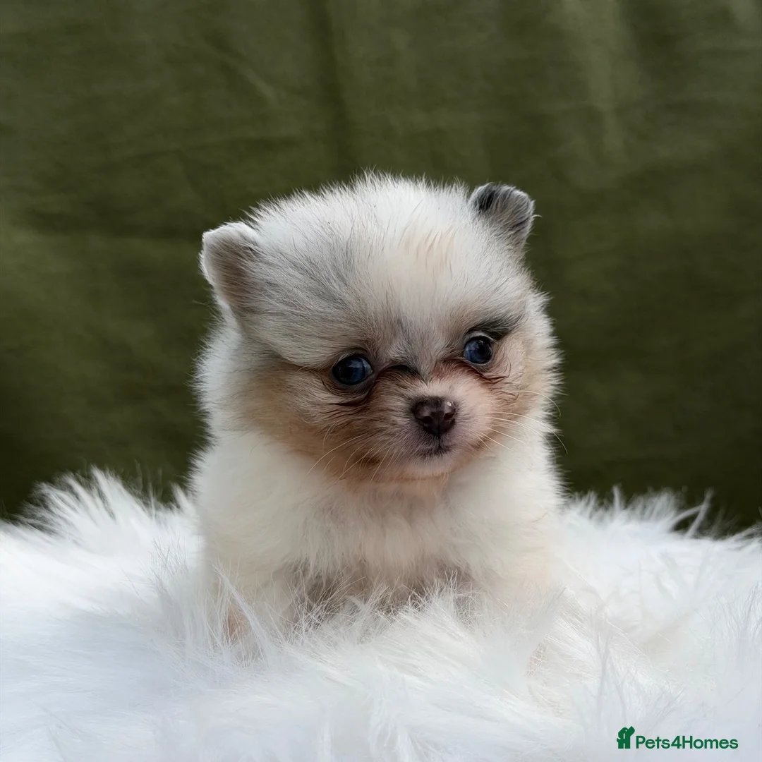 Pomeranian dogs for sale: BEAUTIFUL TEDDY FACE POMERANIAN PUPPIES KC ❤️✨ - Advert 1