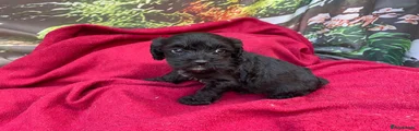 Cockapoo 7