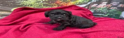 Cockapoo dogs for sale: American cockapoos - yankydoodles - Advert 35