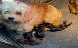 Mixed Breed dogs for sale: Gorgeous Daxi cross puppies  - Advert 18