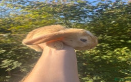 Mini Lop rabbits for sale: Mini lop / Holland lop x2 mini lop x1 - Image 3