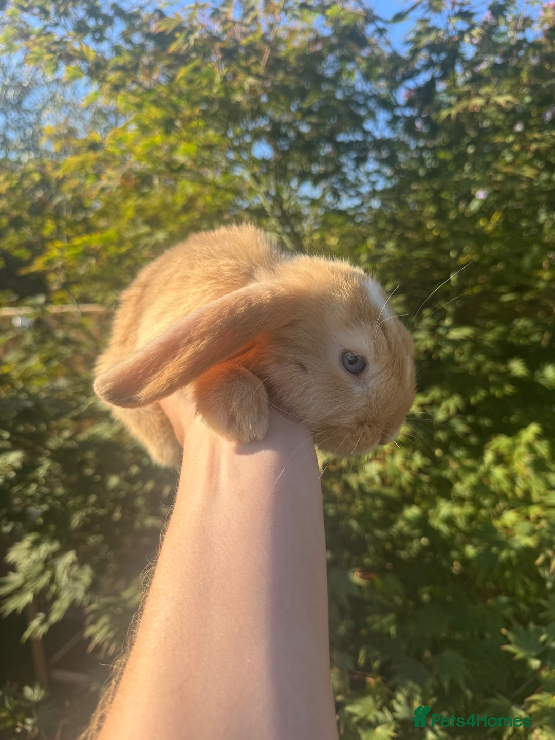 Mini Lop rabbits for sale: Mini lop / Holland lop x2 mini lop x1 - Image 3