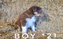 Border Collie dogs for sale: Stunning red merle and red border collie pups - Image 10