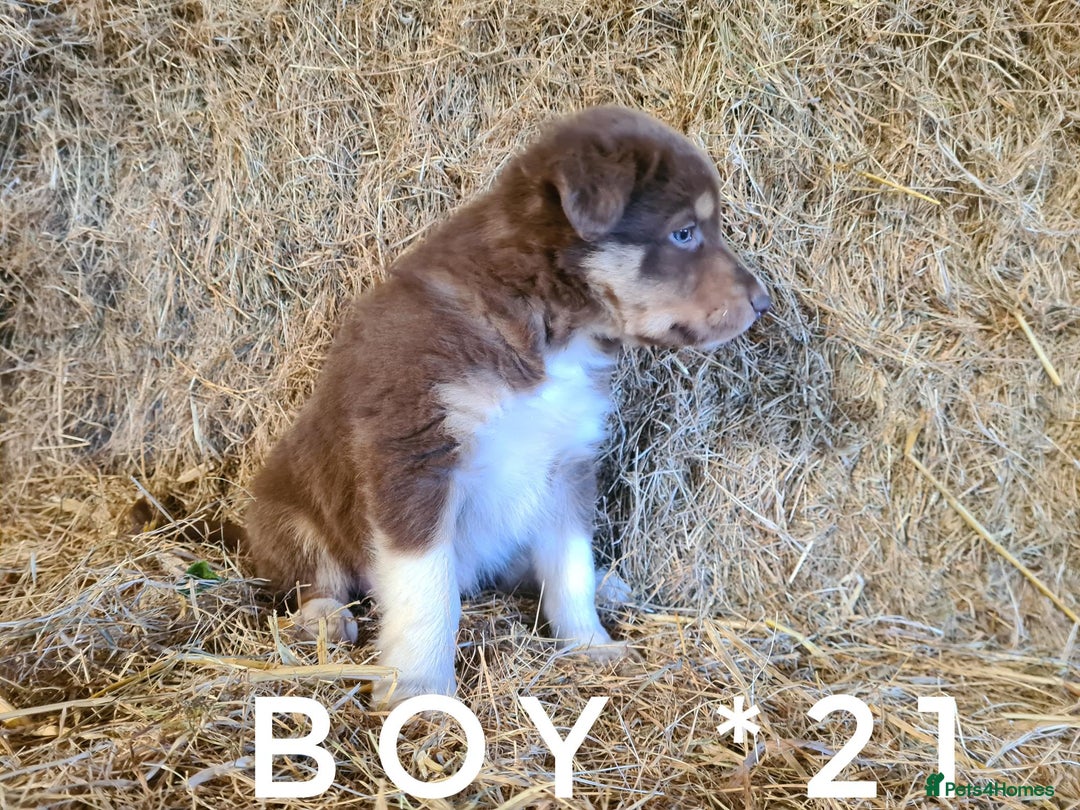 Border Collie dogs for sale: Stunning red merle and red border collie pups - Image 10