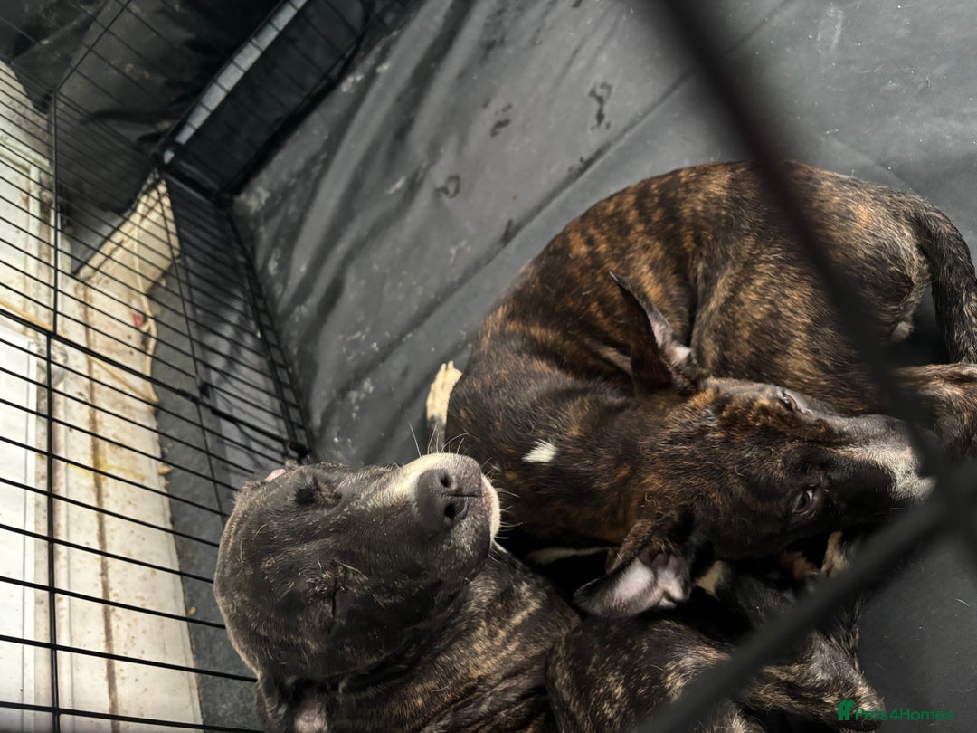 Mixed Breed dogs for sale: 2 loving bullstaffs for sale.  - Image 4