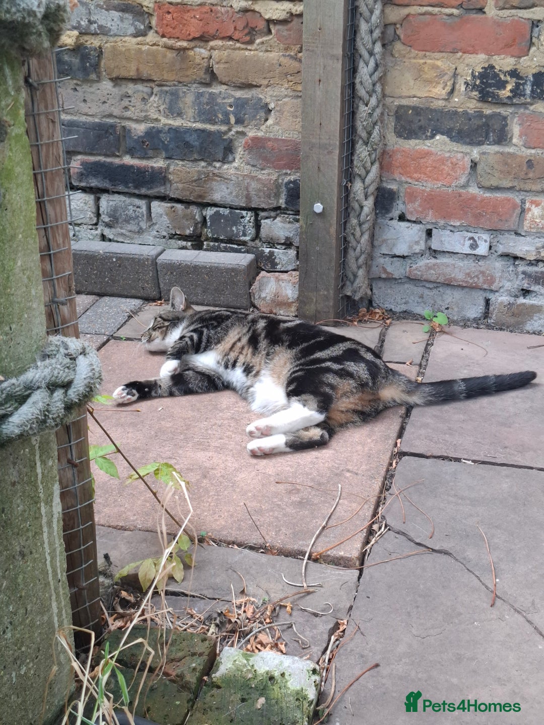 Domestic Shorthair cats for sale: Two 3 year old cats for sale - Image 4