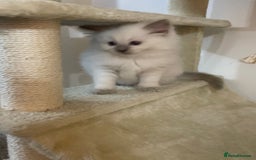 Ragdoll cats for sale: 2 rag doll boys - Image 10
