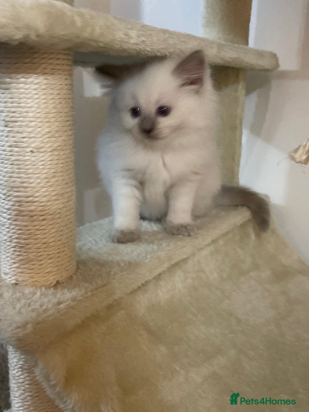 Ragdoll cats for sale: 2 rag doll boys - Image 10