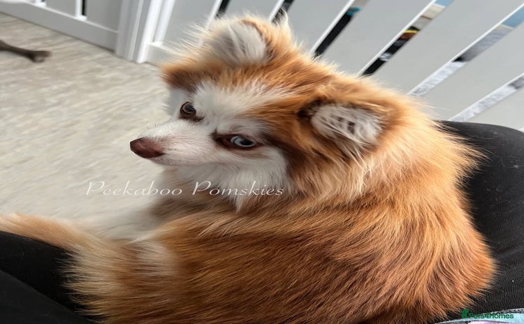 Pomsky dogs - Advert 1