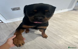 Rottweiler dogs for sale: 2 year old Rottie - Image 5