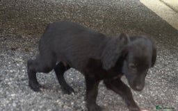 Cocker Spaniel dogs for sale: Gorgeous spaniel puppy’s   - Image 3