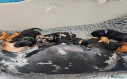 Dachshund dogs for sale: Beautiful Dachshund Puppies - Image 4
