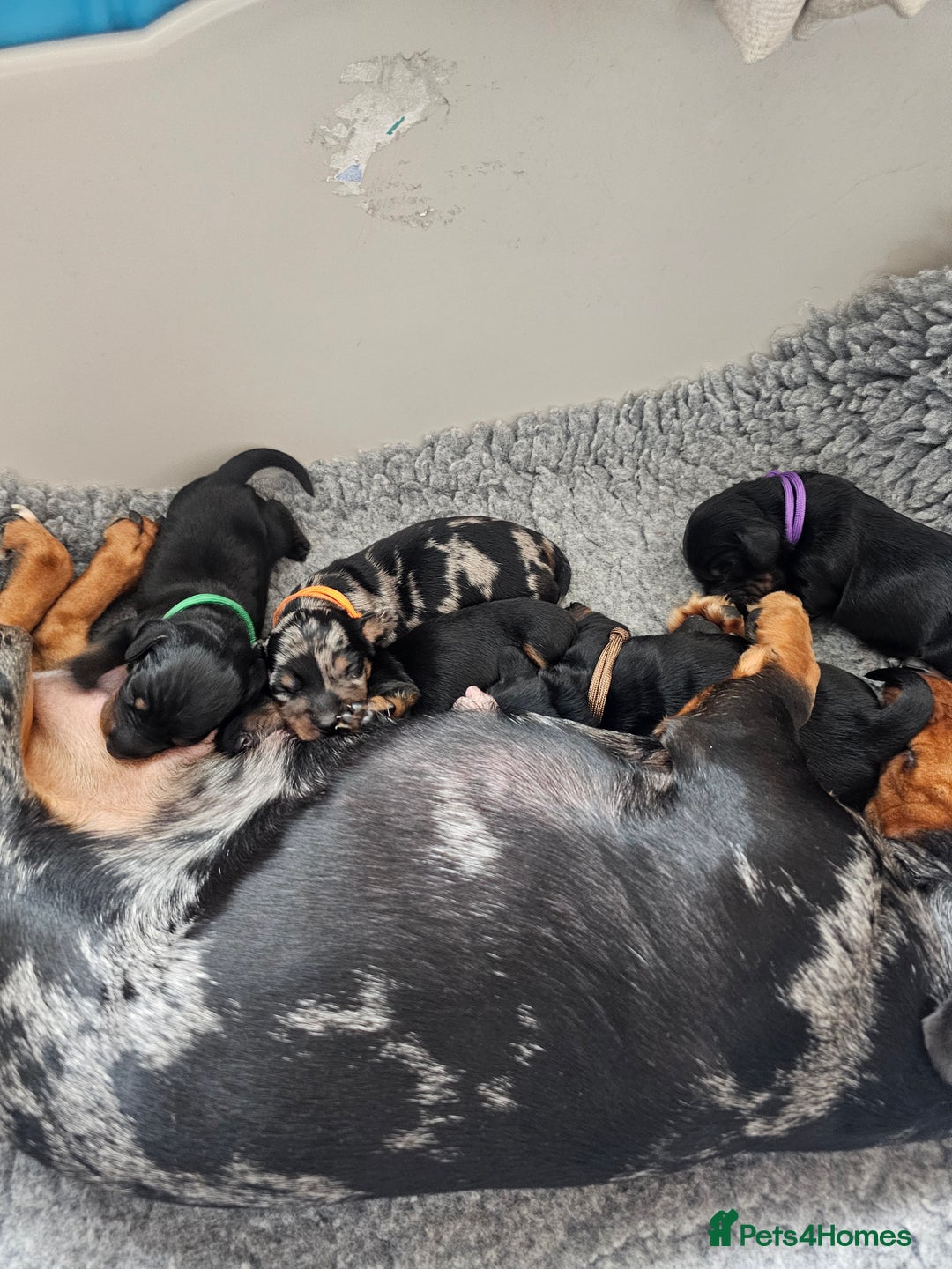 Dachshund dogs for sale: Beautiful Dachshund Puppies - Image 4