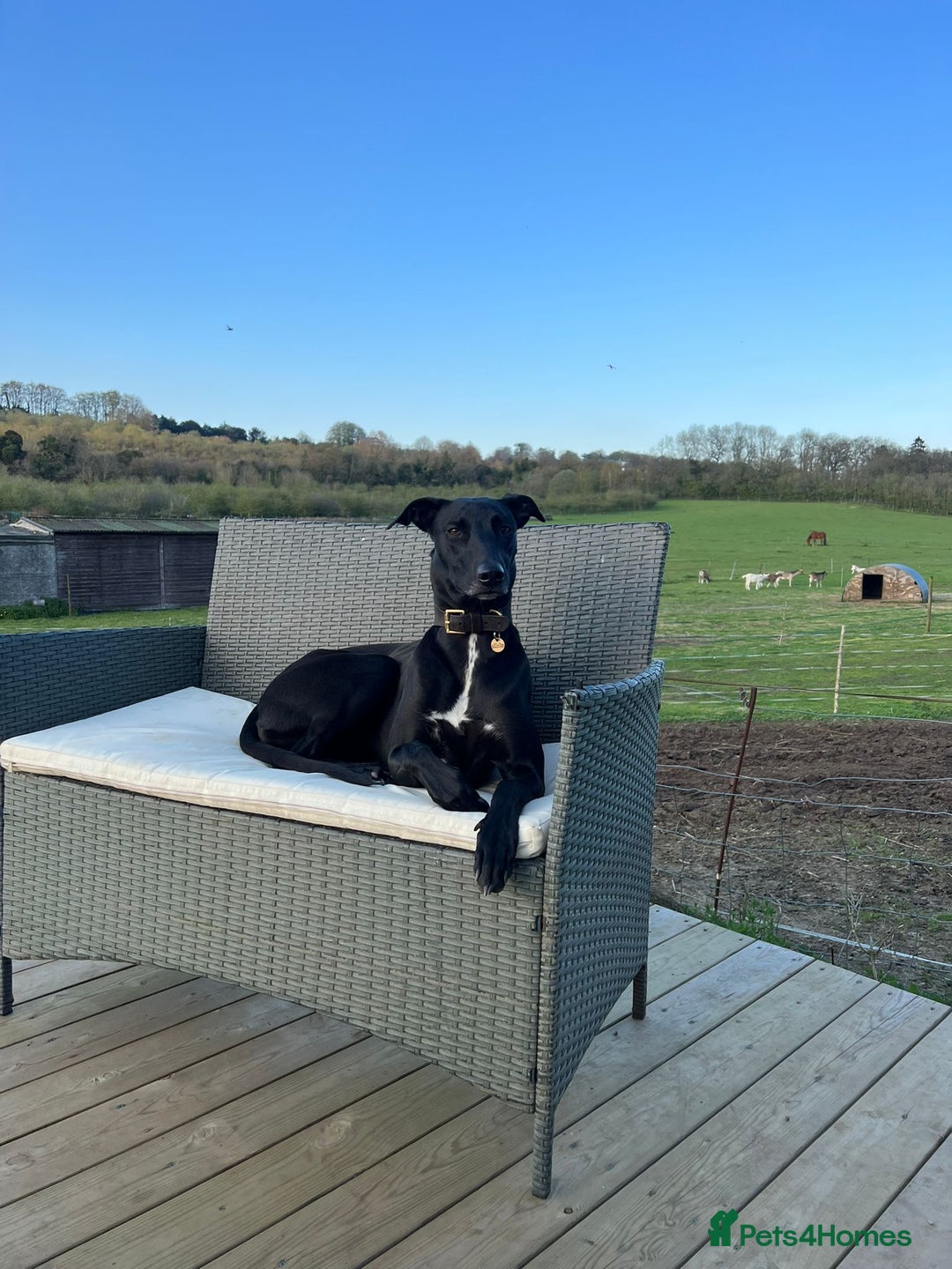 Lurcher dogs for sale: Ready to leave now. Rehoming due to newborn  - Advert 2