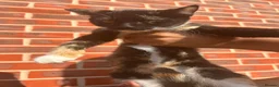 Mixed Breed cats for sale: Two kittens - Advert 6