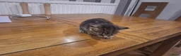 Mixed Breed cats for sale: 4 Tabby kittens - Advert 6
