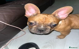 French Bulldog dogs for sale: 🚨🚨adorable Frenchie pups, cheapest prices 🚨🚨 - Image 33