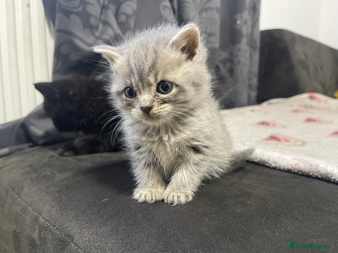 British Shorthair cats for sale: British shorthair kittens responsibly bred - Image 3