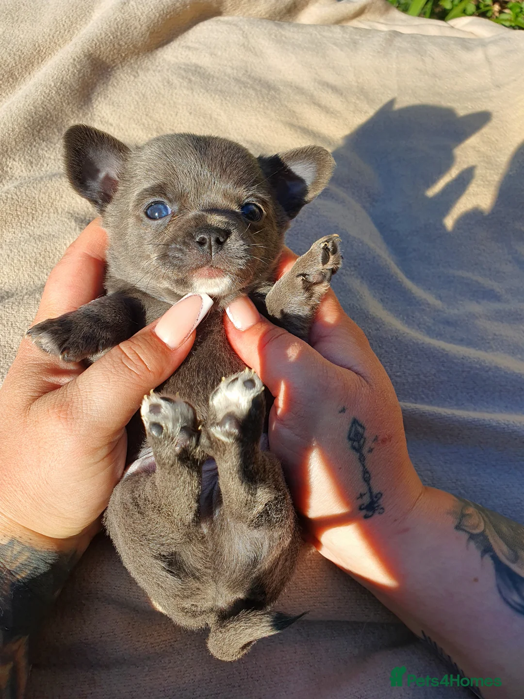 Chihuahua dogs for sale: Long Haired Chihuahua Boys Gorgeous  - Advert 19