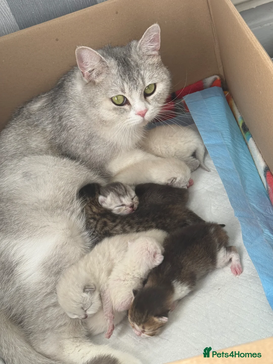 British Shorthair cats for sale: British Shorthair kittens - Advert 1