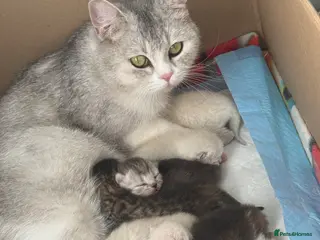British Shorthair cats British Shorthair kittens - Advert 1