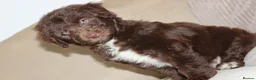 Aussiedoodle dogs for sale: Aussiedoodle F1 Health Tested KC registered parent - Advert 3