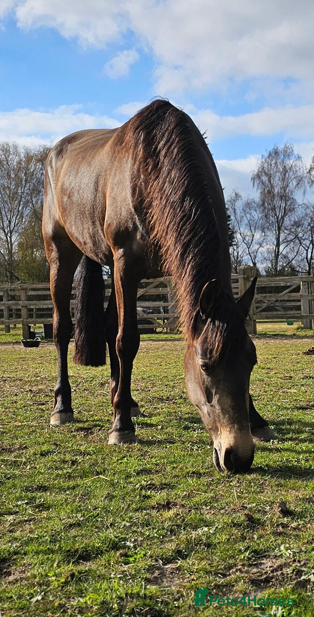 Andalusian horses for sale: Share  in Dereham - Advert 19