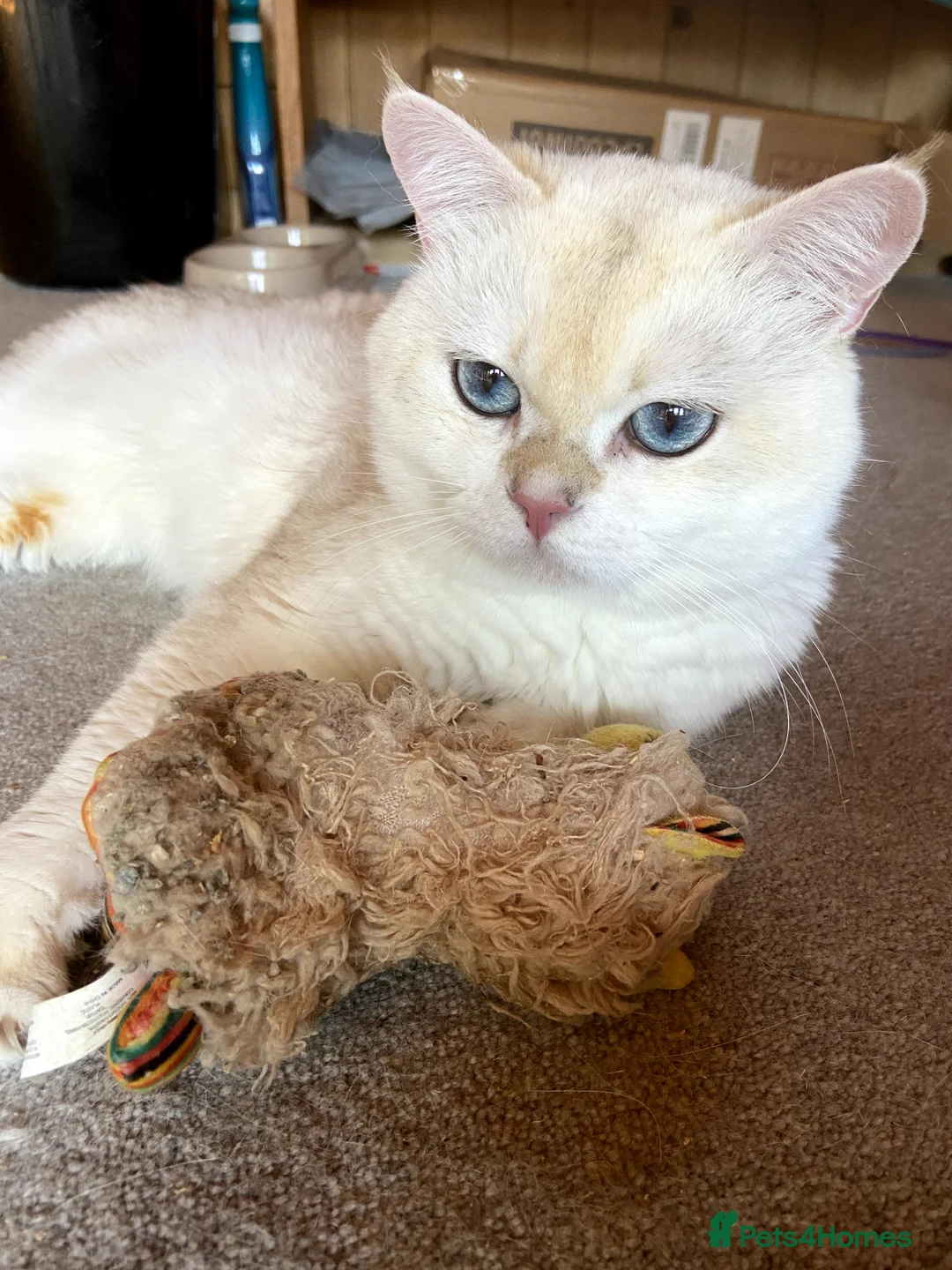 British Shorthair cats for stud: 🥇GCCF registered Gold tippedBritish shorthair🥇 in Slough - Advert 8