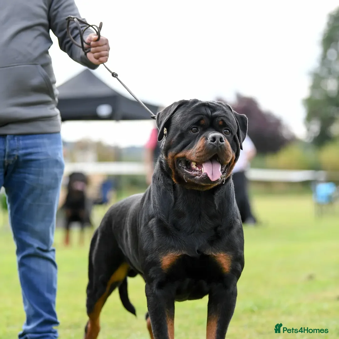 Rottweiler dogs for stud: Rottweiler import Stud (BIG DADDY BRUNO) in Liverpool - Advert 19