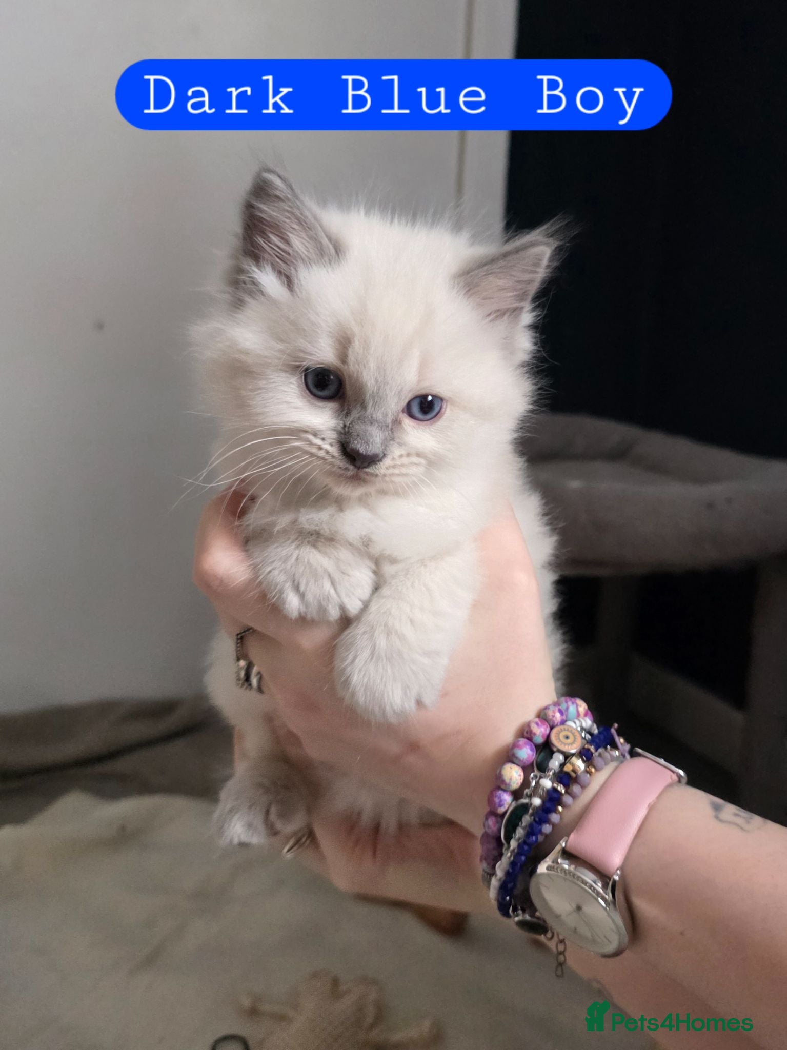 Ragdoll cats 7 Gorgeous ragdoll kittens - Advert 3