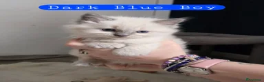 Dark blue boy
