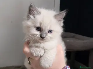Ragdoll cats 3 Gorgeous ragdoll kittens (boys) - Advert 3
