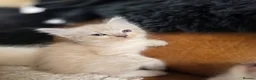 Ragdoll cats for sale: Beautifull Ragdoll Kittens - Advert 18