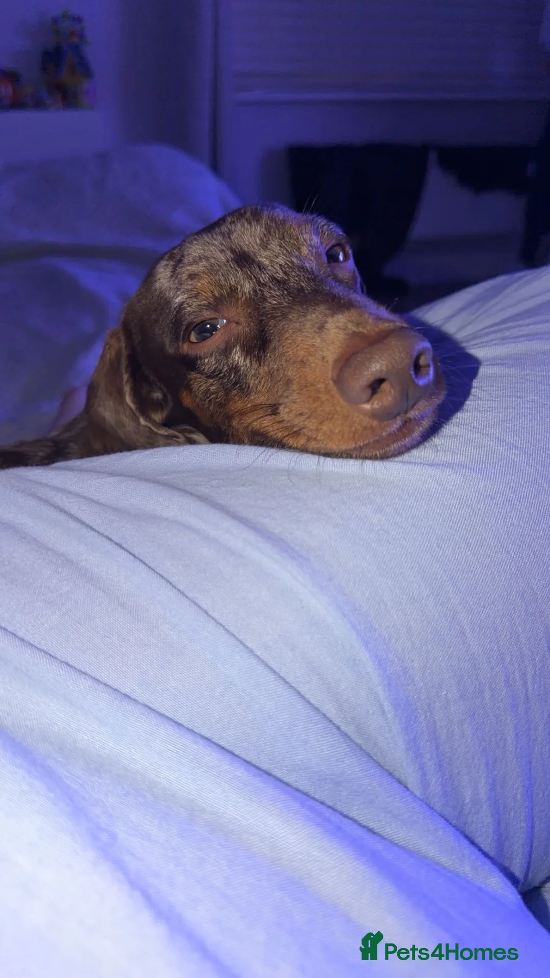 Miniature Dachshund dogs for sale: Beautiful Miniature Dapple Dachshund- Nala  in Alford - Advert 1