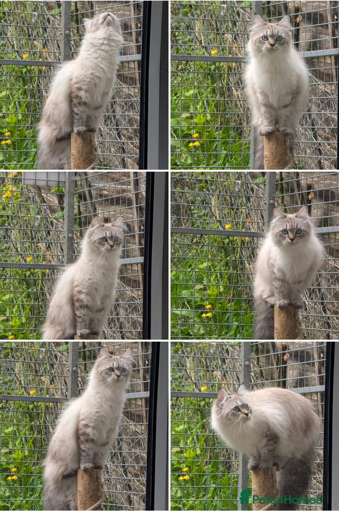 Siberian cats for sale: Rio calm and little bit shy  - Advert 2