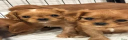 Cavalier King Charles Spaniel dogs for sale: KC registered Cavalier King Charles Spaniels  - Advert 3