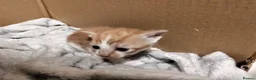 Mixed Breed cats for sale: 2 cheeky ginger and white kittens  - Advert 8