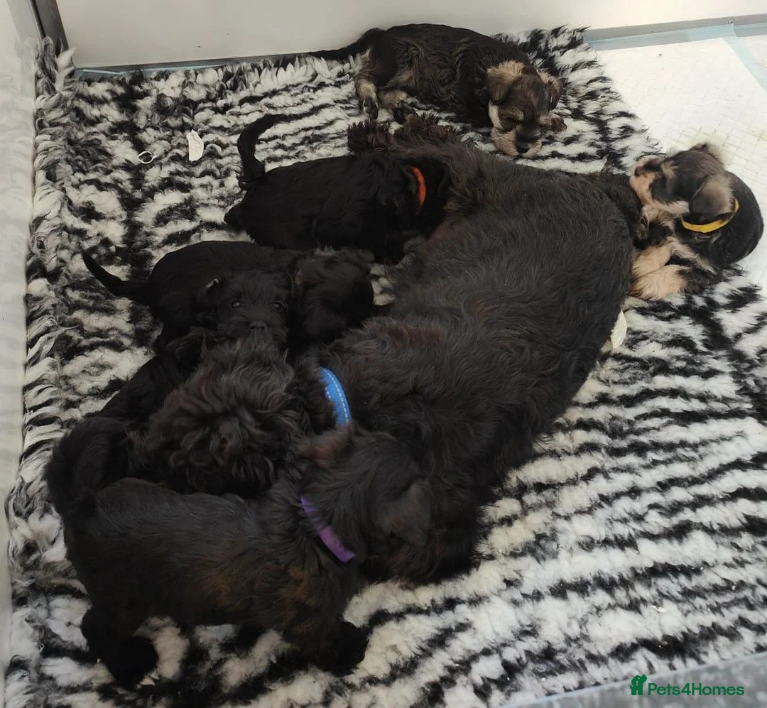 Miniature Schnauzer dogs for sale: 🌟 Exceptional KC Miniature Schnauzer Puppies 🌟 - Advert 32