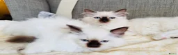 Ragdoll cats for sale: Ragdoll kittens  - Advert 13
