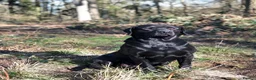 Labrador Retriever dogs for sale: Exceptional litter of Labrador puppies  - Advert 3