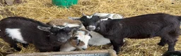 Goats livestock for sale: Pygmy goats! Various ages, all wether goats  - Advert 3