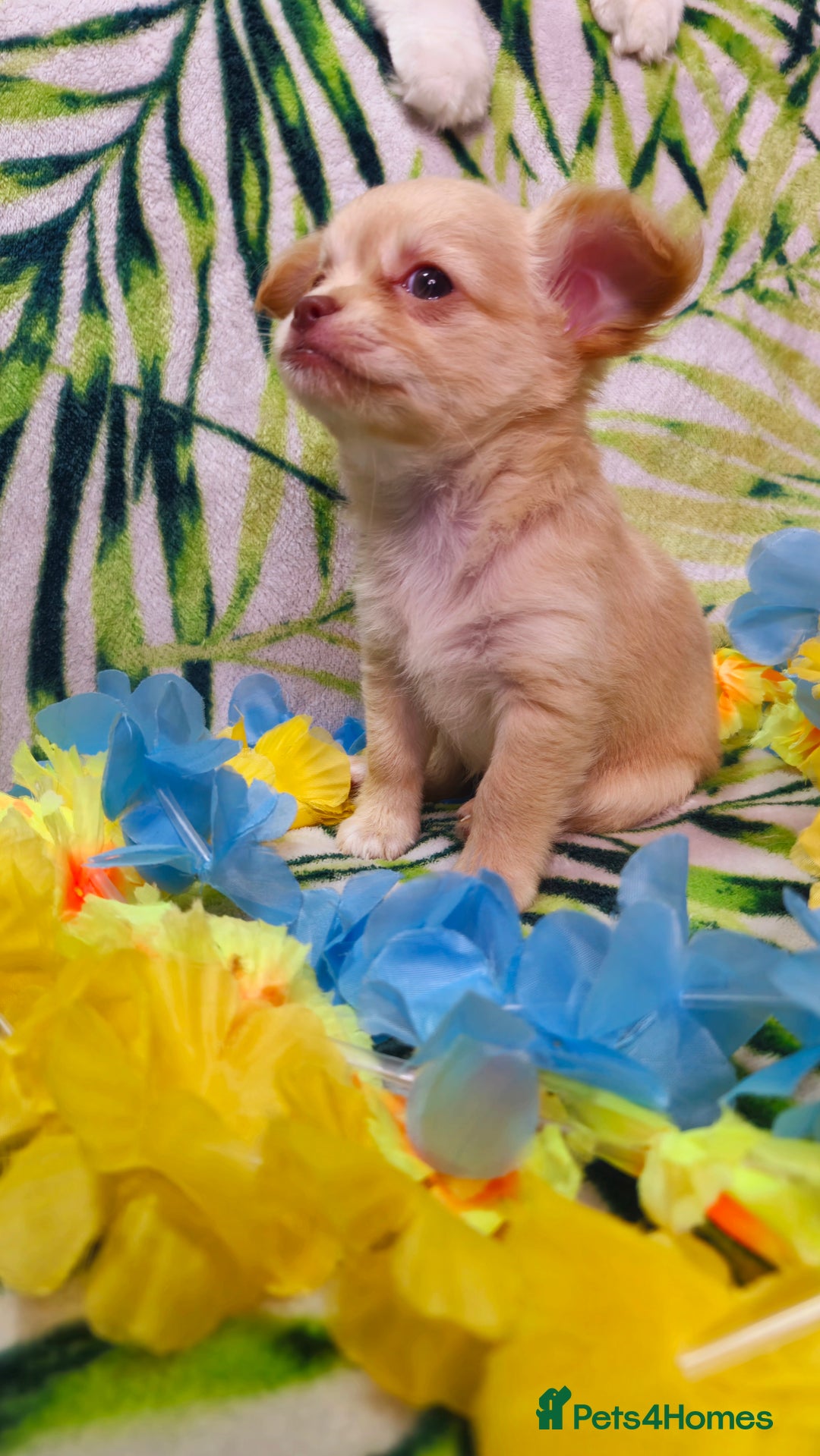 Chihuahua dogs for sale: !!Only one left!! KC Chihuahua Baby Girls - Advert 4