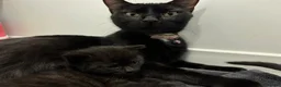 British Shorthair cats for sale: 5 little cute kittens looking for new forever home - Advert 4
